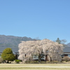 杵原学校の枝垂れ桜