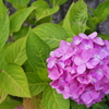 紫陽花 庭にて