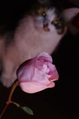 見られて美しく
