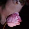 見られて美しく