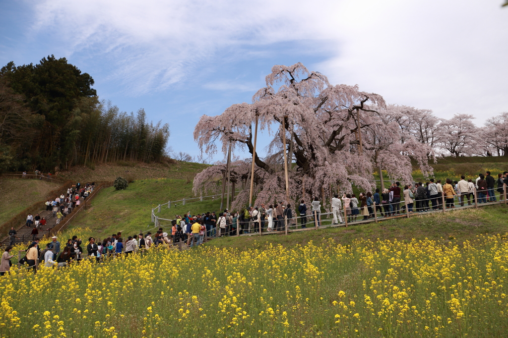 三春の滝桜