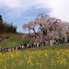 三春の滝桜