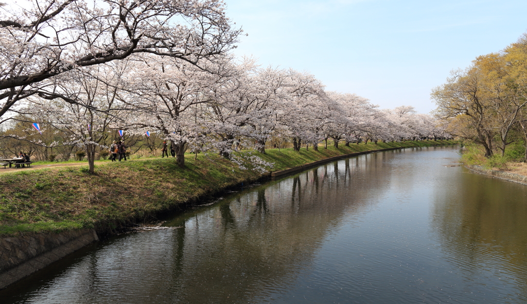 桜道