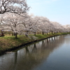 桜道