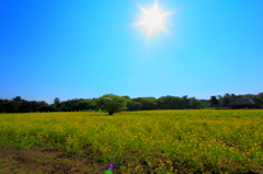 太陽と菜の花