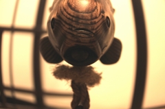 魚から視た魚