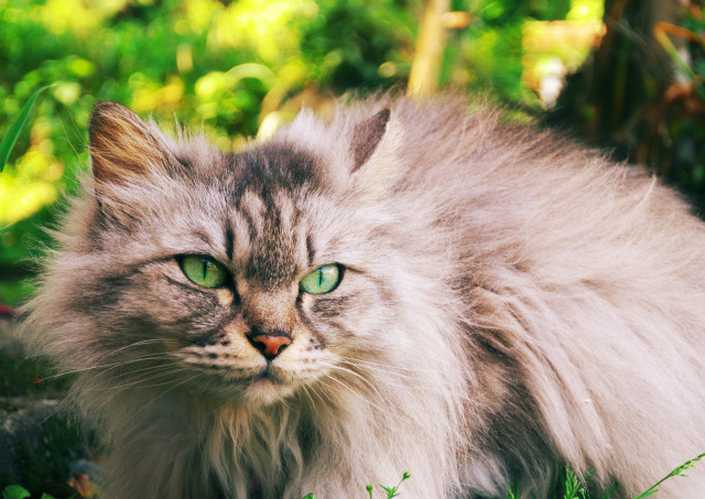 猫