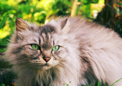 猫