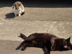 ごろごろ