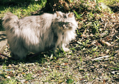 見返り猫