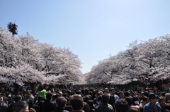 桜の山