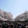 桜の山