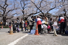 桜の下で