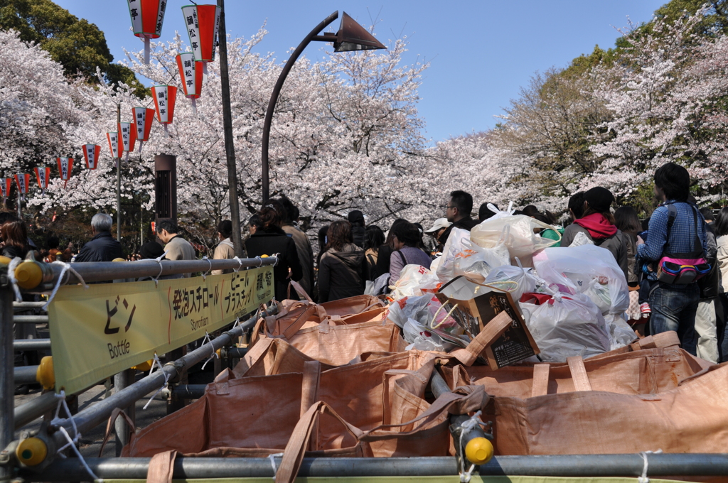 満開桜とごみの山