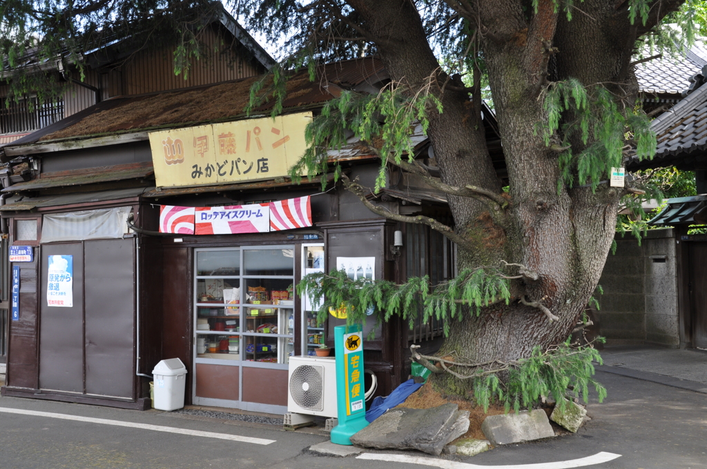 ヒマラヤ杉とパン屋