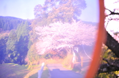 桜~2012　春~