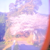 桜~2012　春~