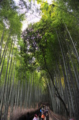 京都の旅【嵐山/竹林】