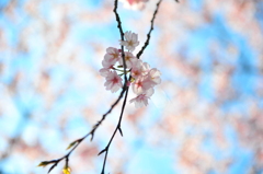 桜~2012　春~