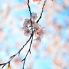 桜~2012　春~