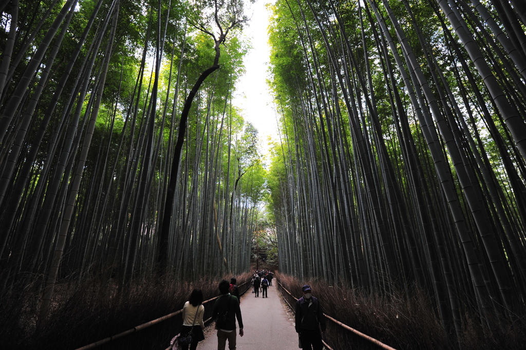 京都の旅【嵐山/竹林】