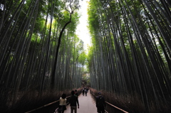 京都の旅【嵐山/竹林】
