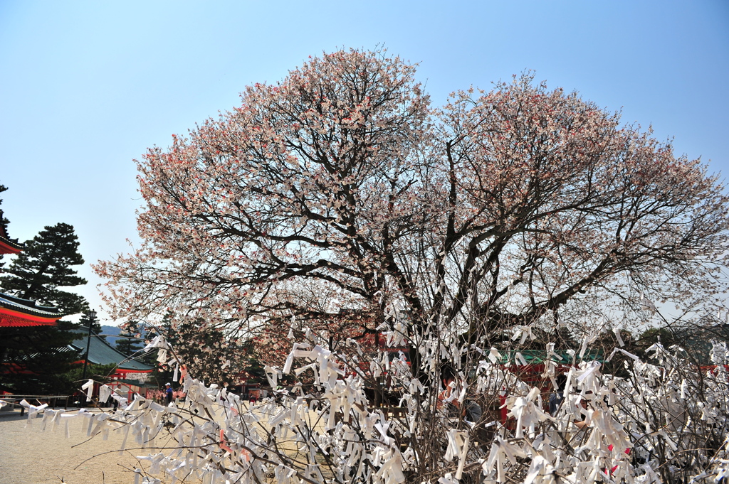 京都の桜