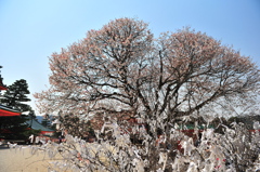 京都の桜