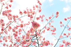桜~2012　春~
