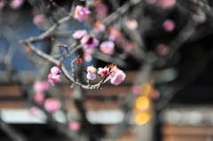 京都の旅【京都御所】