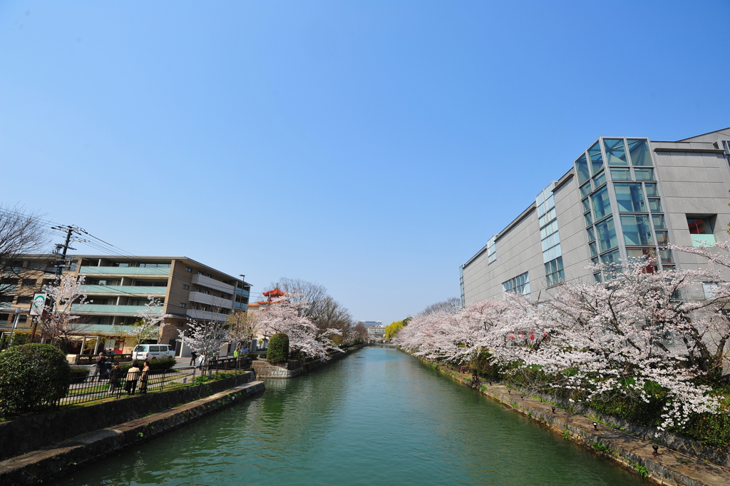 京都の桜