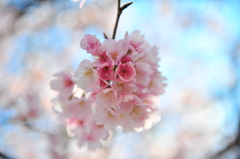 桜~2012　春~