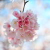 桜~2012　春~