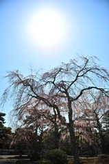 京都の旅【京都御所】