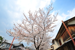 京都の桜