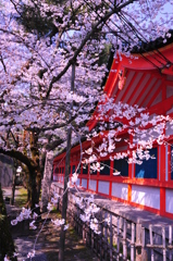 京都の桜