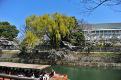 京都の桜