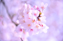 桜~2012　春~
