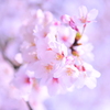桜~2012　春~