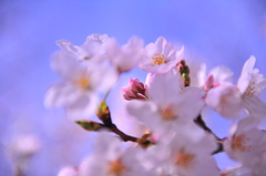 桜~2012　春~