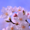 桜~2012　春~