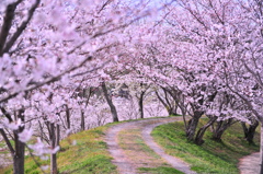 桜~2012　春~