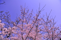 京都の桜