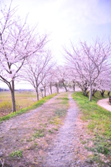 桜~2012　春~