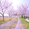 桜~2012　春~