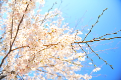 桜~2012　春~