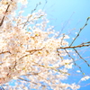 桜~2012　春~