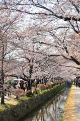 京都の旅【哲学の道】