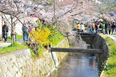 京都の旅【哲学の道】