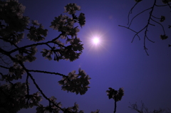 京都の桜